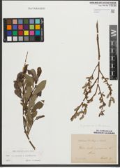 Foto von Salix purpurea L. x Salix starkeana Willd.